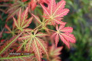- Acer shirasawanum 'Bronze Age' Bronze Full Moon Japanese Maple - Mr Maple │ Buy Japanese Maple Trees