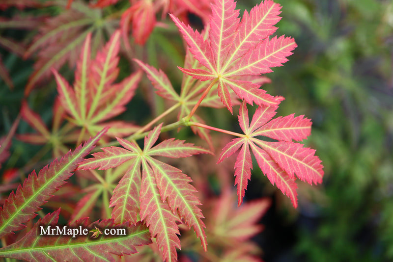 - Acer shirasawanum 'Bronze Age' Bronze Full Moon Japanese Maple - Mr Maple │ Buy Japanese Maple Trees