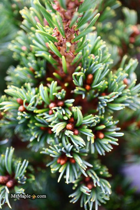 Pinus parviflora 'Go gin' Japanese White Pine
