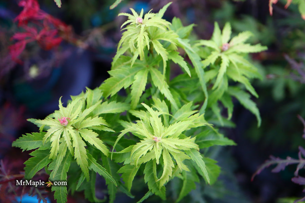 Acer palmatum 'Kennedale Sunrise' Japanese Maple