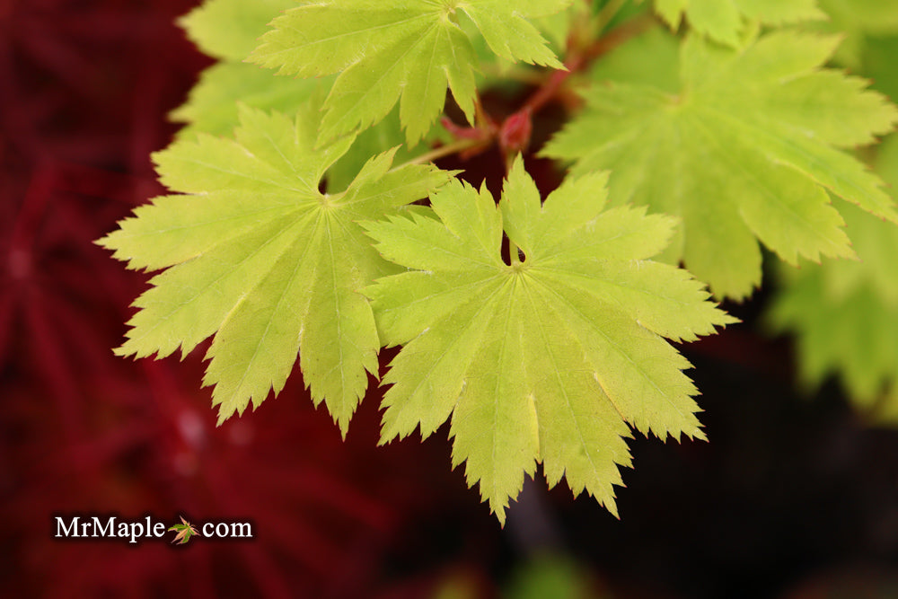 Acer shirasawanum 'Red Wing' Japanese Maple