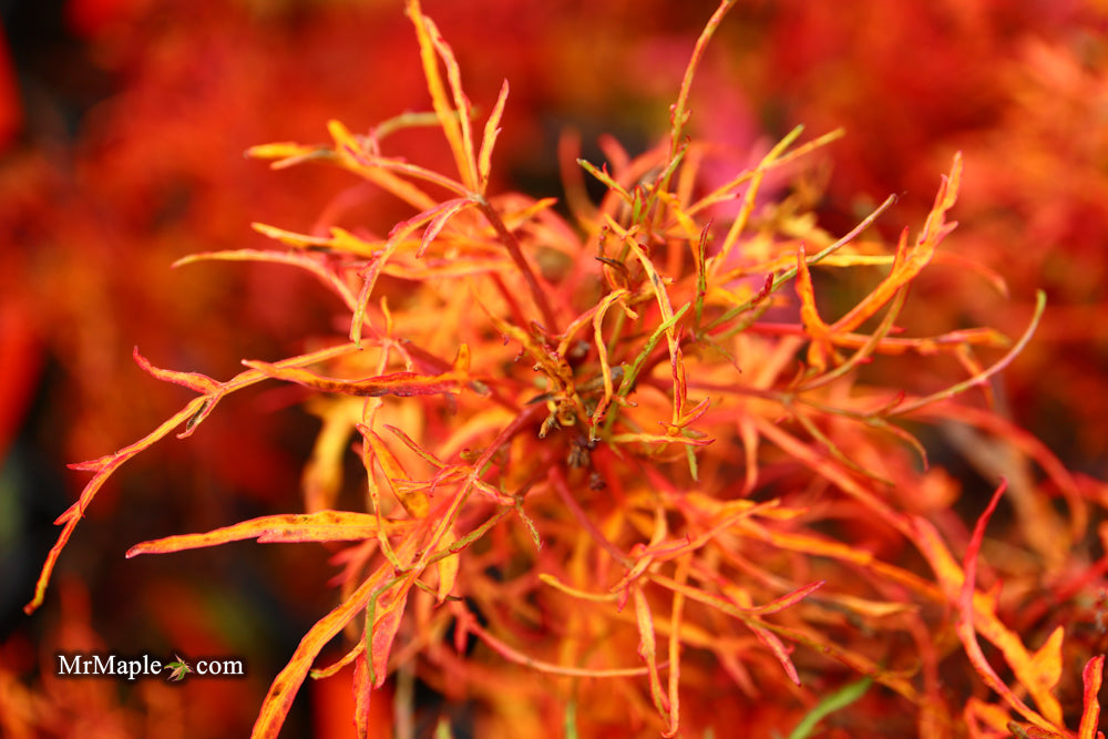 FOR PICKUP ONLY | Acer japonicum X 'Gossamer' Dwarf Full Moon Japanese Maple | DOES NOT SHIP
