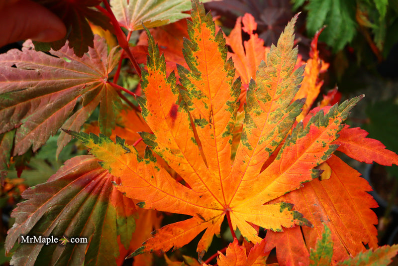 - Acer japonicum 'Yama kage' Mountain Shadows Full Moon Japanese Maple - Mr Maple │ Buy Japanese Maple Trees