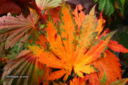 - FOR PICKUP ONLY | Acer japonicum 'Yama kage' Mountain Shadows Full Moon Japanese Maple | DOES NOT SHIP - Mr Maple │ Buy Japanese Maple Trees