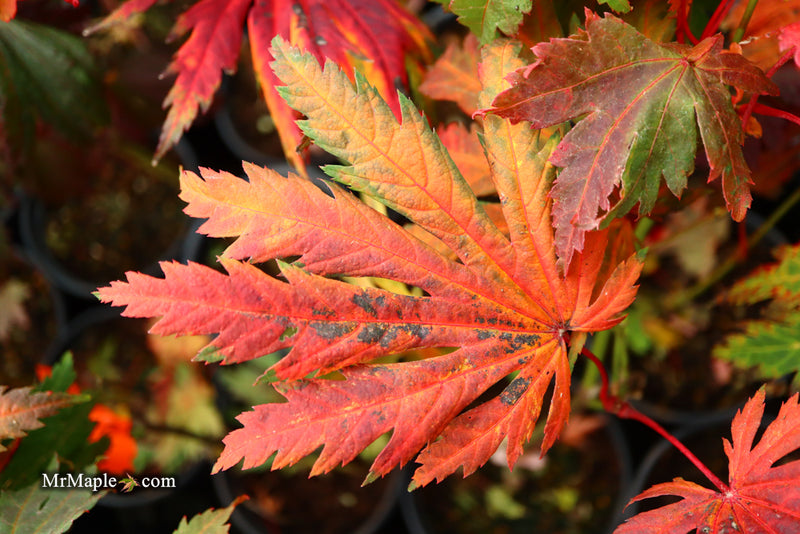 - Acer japonicum 'Yama kage' Mountain Shadows Full Moon Japanese Maple - Mr Maple │ Buy Japanese Maple Trees