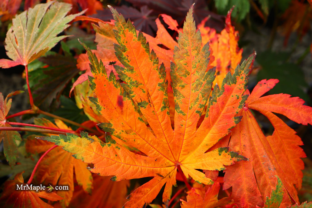 FOR PICKUP ONLY | Acer japonicum 'Yama kage' Mountain Shadows Full Moon Japanese Maple | DOES NOT SHIP