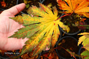 - Acer japonicum 'Yama kage' Mountain Shadows Full Moon Japanese Maple - Mr Maple │ Buy Japanese Maple Trees