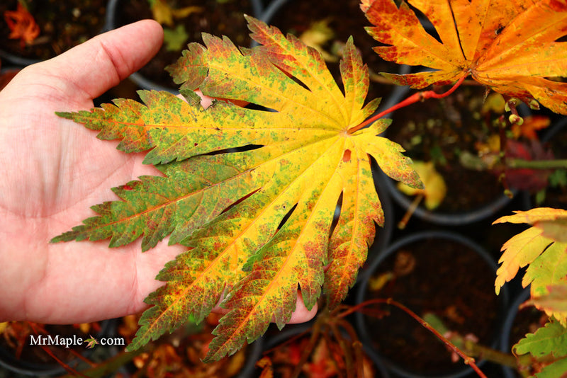 - FOR PICKUP ONLY | Acer japonicum 'Yama kage' Mountain Shadows Full Moon Japanese Maple | DOES NOT SHIP - Mr Maple │ Buy Japanese Maple Trees
