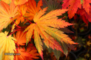 - FOR PICKUP ONLY | Acer japonicum 'Yama kage' Mountain Shadows Full Moon Japanese Maple | DOES NOT SHIP - Mr Maple │ Buy Japanese Maple Trees
