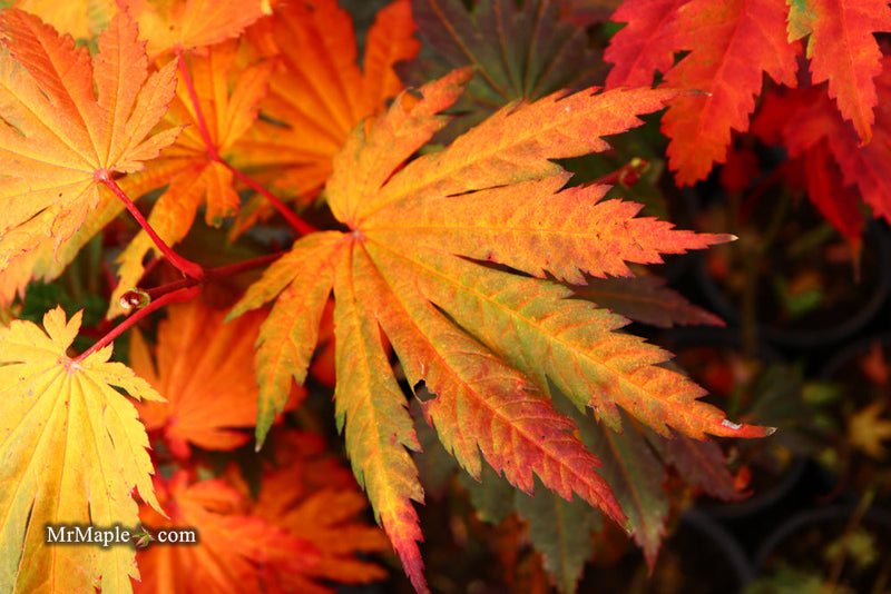 - FOR PICKUP ONLY | Acer japonicum 'Yama kage' Mountain Shadows Full Moon Japanese Maple | DOES NOT SHIP - Mr Maple │ Buy Japanese Maple Trees