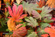 - FOR PICKUP ONLY | Acer japonicum 'Yama kage' Mountain Shadows Full Moon Japanese Maple | DOES NOT SHIP - Mr Maple │ Buy Japanese Maple Trees