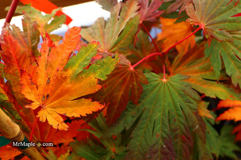 - FOR PICKUP ONLY | Acer japonicum 'Yama kage' Mountain Shadows Full Moon Japanese Maple | DOES NOT SHIP - Mr Maple │ Buy Japanese Maple Trees