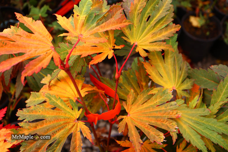 - Acer japonicum 'Yama kage' Mountain Shadows Full Moon Japanese Maple - Mr Maple │ Buy Japanese Maple Trees
