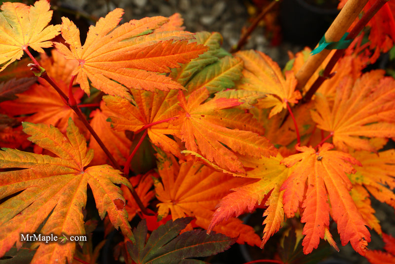 - Acer japonicum 'Yama kage' Mountain Shadows Full Moon Japanese Maple - Mr Maple │ Buy Japanese Maple Trees