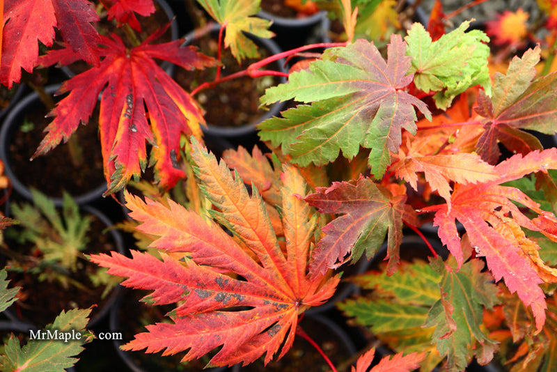 - FOR PICKUP ONLY | Acer japonicum 'Yama kage' Mountain Shadows Full Moon Japanese Maple | DOES NOT SHIP - Mr Maple │ Buy Japanese Maple Trees