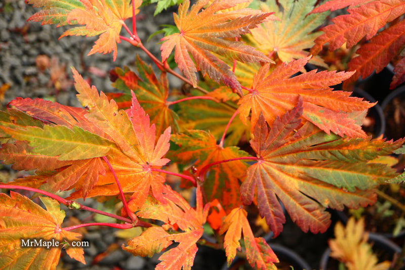 - FOR PICKUP ONLY | Acer japonicum 'Yama kage' Mountain Shadows Full Moon Japanese Maple | DOES NOT SHIP - Mr Maple │ Buy Japanese Maple Trees