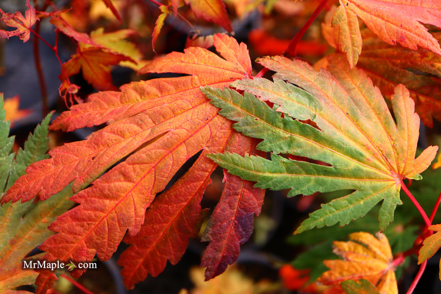 Buy Acer japonicum 'Yama kage' Mountain Shadows Full Moon Japanese ...