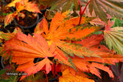 - Acer japonicum 'Yama kage' Mountain Shadows Full Moon Japanese Maple - Mr Maple │ Buy Japanese Maple Trees