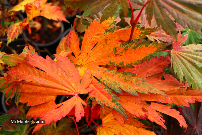 - Acer japonicum 'Yama kage' Mountain Shadows Full Moon Japanese Maple - Mr Maple │ Buy Japanese Maple Trees