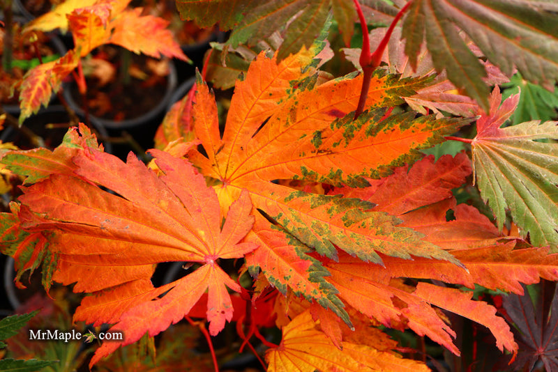 - FOR PICKUP ONLY | Acer japonicum 'Yama kage' Mountain Shadows Full Moon Japanese Maple | DOES NOT SHIP - Mr Maple │ Buy Japanese Maple Trees