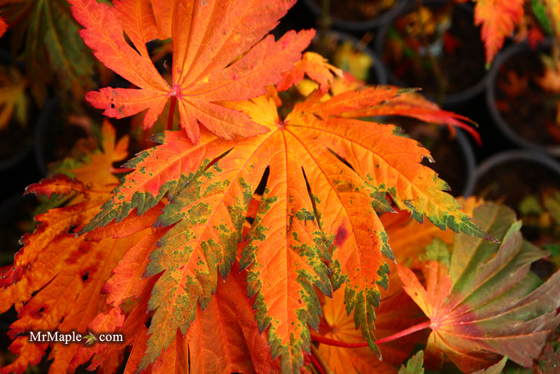 - Acer japonicum 'Yama kage' Mountain Shadows Full Moon Japanese Maple - Mr Maple │ Buy Japanese Maple Trees