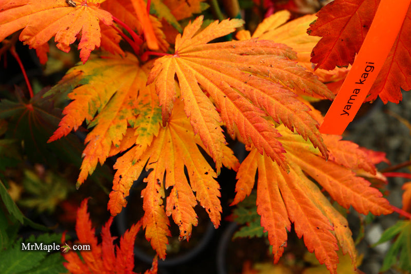 - FOR PICKUP ONLY | Acer japonicum 'Yama kage' Mountain Shadows Full Moon Japanese Maple | DOES NOT SHIP - Mr Maple │ Buy Japanese Maple Trees