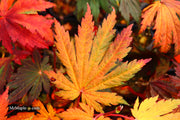 - Acer japonicum 'Yama kage' Mountain Shadows Full Moon Japanese Maple - Mr Maple │ Buy Japanese Maple Trees