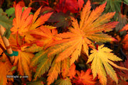 - Acer japonicum 'Yama kage' Mountain Shadows Full Moon Japanese Maple - Mr Maple │ Buy Japanese Maple Trees