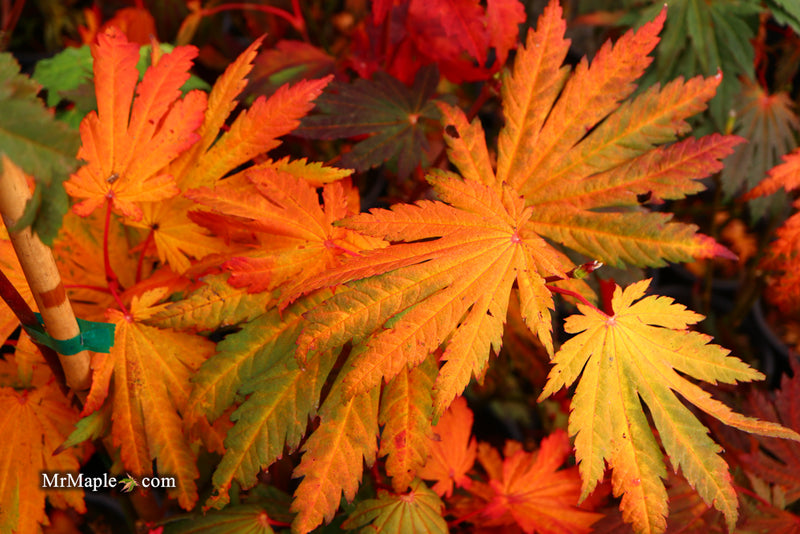 - Acer japonicum 'Yama kage' Mountain Shadows Full Moon Japanese Maple - Mr Maple │ Buy Japanese Maple Trees