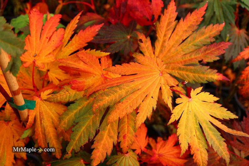 - FOR PICKUP ONLY | Acer japonicum 'Yama kage' Mountain Shadows Full Moon Japanese Maple | DOES NOT SHIP - Mr Maple │ Buy Japanese Maple Trees