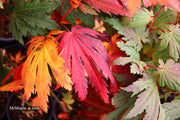 - Acer japonicum 'Yama kage' Mountain Shadows Full Moon Japanese Maple - Mr Maple │ Buy Japanese Maple Trees