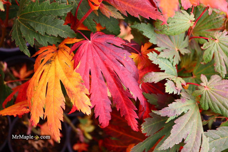 - FOR PICKUP ONLY | Acer japonicum 'Yama kage' Mountain Shadows Full Moon Japanese Maple | DOES NOT SHIP - Mr Maple │ Buy Japanese Maple Trees