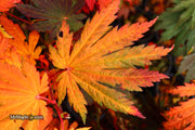 - FOR PICKUP ONLY | Acer japonicum 'Yama kage' Mountain Shadows Full Moon Japanese Maple | DOES NOT SHIP - Mr Maple │ Buy Japanese Maple Trees