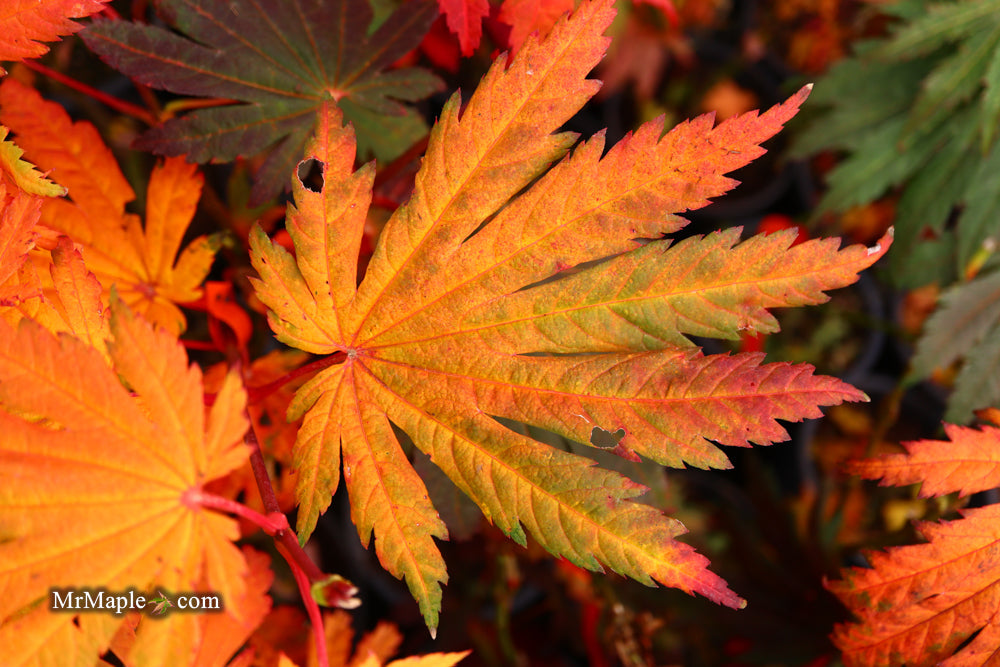 FOR PICKUP ONLY | Acer japonicum 'Yama kage' Mountain Shadows Full Moon Japanese Maple | DOES NOT SHIP