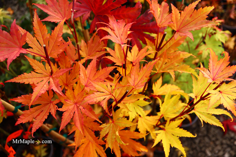 - Acer shirasawanum 'Jordan' Golden Full Moon Japanese Maple - Mr Maple │ Buy Japanese Maple Trees