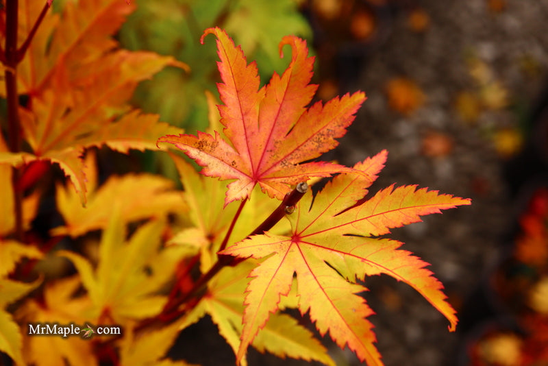 - Acer shirasawanum 'Jordan' Golden Full Moon Japanese Maple - Mr Maple │ Buy Japanese Maple Trees
