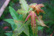 - Acer oliverianum 'Hot Rod' Japanese Maple - Mr Maple │ Buy Japanese Maple Trees