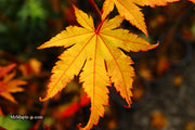 - Acer shirasawanum 'Jordan' Golden Full Moon Japanese Maple - Mr Maple │ Buy Japanese Maple Trees