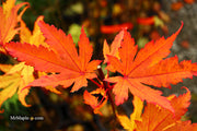 - Acer shirasawanum 'Jordan' Golden Full Moon Japanese Maple - Mr Maple │ Buy Japanese Maple Trees