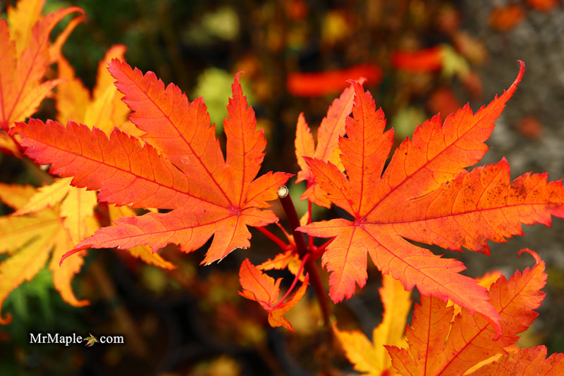 - Acer shirasawanum 'Jordan' Golden Full Moon Japanese Maple - Mr Maple │ Buy Japanese Maple Trees
