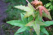 - Acer oliverianum 'Hot Rod' Japanese Maple - Mr Maple │ Buy Japanese Maple Trees