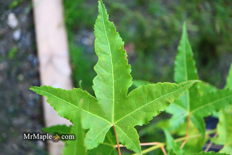 - Acer oliverianum 'Hot Rod' Japanese Maple - Mr Maple │ Buy Japanese Maple Trees