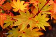 - Acer shirasawanum 'Jordan' Golden Full Moon Japanese Maple - Mr Maple │ Buy Japanese Maple Trees
