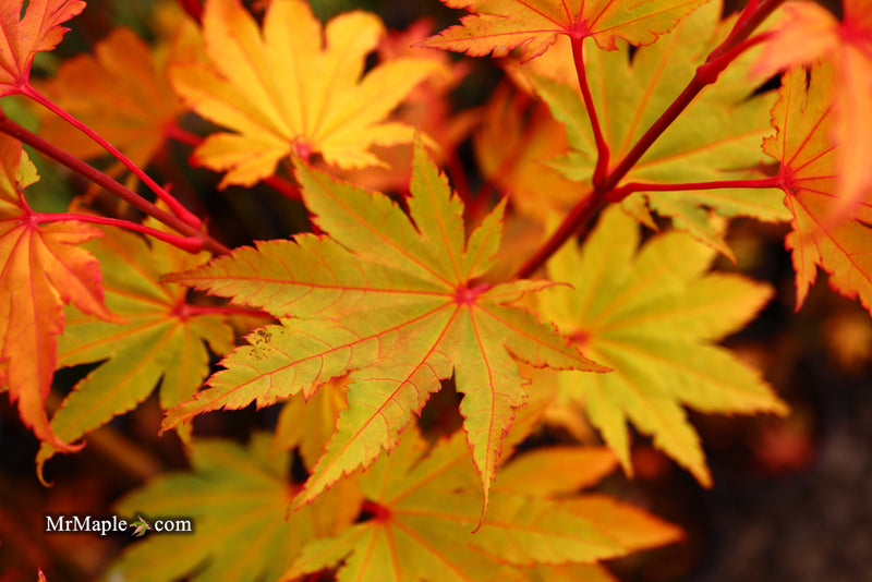 - Acer shirasawanum 'Jordan' Golden Full Moon Japanese Maple - Mr Maple │ Buy Japanese Maple Trees