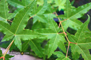 - Acer oliverianum 'Hot Rod' Japanese Maple - Mr Maple │ Buy Japanese Maple Trees