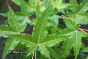 - Acer oliverianum 'Hot Rod' Japanese Maple - Mr Maple │ Buy Japanese Maple Trees