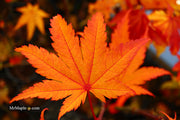 - Acer shirasawanum 'Jordan' Golden Full Moon Japanese Maple - Mr Maple │ Buy Japanese Maple Trees