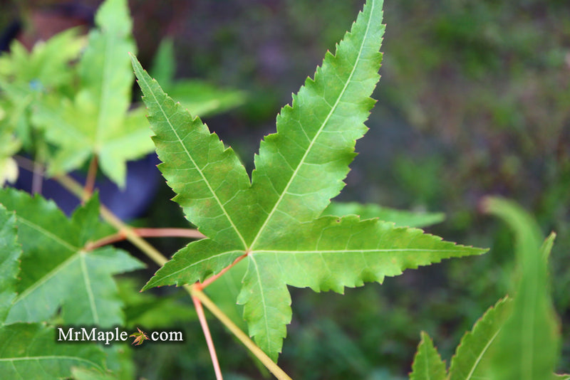 - Acer oliverianum 'Hot Rod' Japanese Maple - Mr Maple │ Buy Japanese Maple Trees