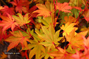 - Acer shirasawanum 'Jordan' Golden Full Moon Japanese Maple - Mr Maple │ Buy Japanese Maple Trees