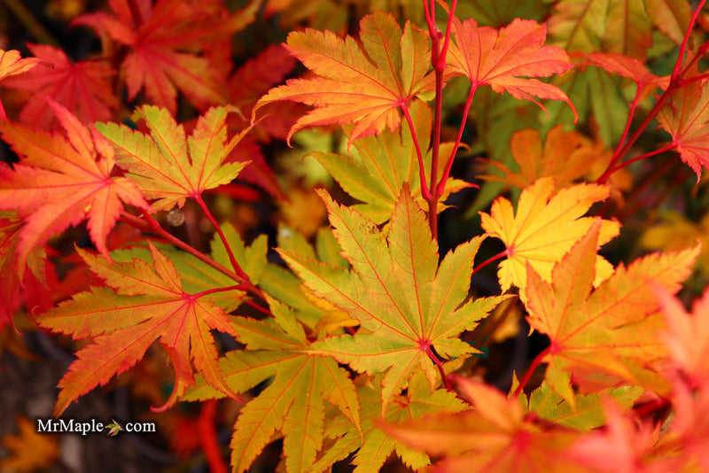 - Acer shirasawanum 'Jordan' Golden Full Moon Japanese Maple - Mr Maple │ Buy Japanese Maple Trees